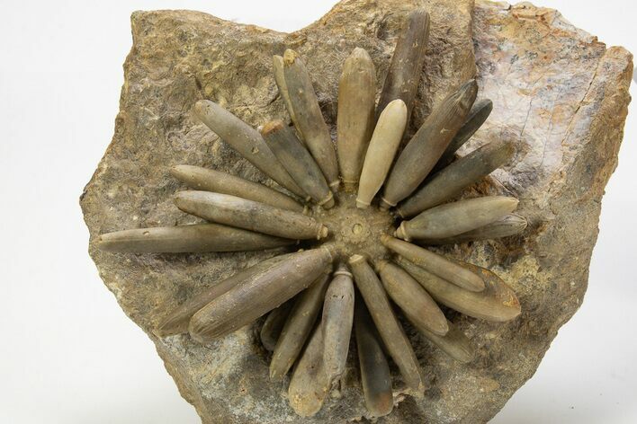 Jurassic Club Urchin (Asterocidaris) - Boulemane, Morocco #318986